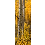 Aspen Intimacy LiteAspen Intimacy Lite, Colorado Landscape, Steamboat Springs, Photography, Art Gallery Steamboat, Aspen Trees, Giclee Print, Gallery Wrap, Barry Bailey, Mountain Traditions, Gallery, Art, Downtown Steamboat, Colorado