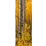 Aspen Intimacy LiteAspen Intimacy Lite, Colorado Landscape, Steamboat Springs, Photography, Art Gallery Steamboat, Aspen Trees, Giclee Print, Gallery Wrap, Barry Bailey, Mountain Traditions, Gallery, Art, Downtown Steamboat,  Colorado