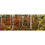 Colorado PhotographyColorado Photography, Steamboat Springs, Retail in downtown Steamboat. Gallery Wrap. Affordable Steamboat Springs Landscape Photography