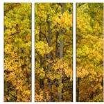 Beauty of Fall - Triptych