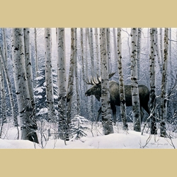 A Walk in the Woods by Stephen Lyman