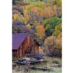 Last Dollar Barn, Colorado Photography, Gallery Steamboat Springs,  Gallery Downtown Steamboat, Aspens, Fall Aspens,  Gallery Wrap, Giclee, Colorado Aspens, Barry Bailey, Mountain Traditions, Art, Gallery, Wall decor