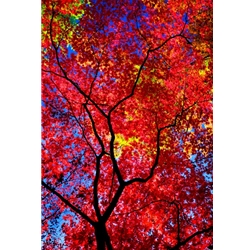 Kaleidoscope, Colorado Photography, Gallery Steamboat Springs,  Gallery Downtown Steamboat, Aspens, Fall Aspens,  Gallery Wrap, Giclee, Colorado Aspens, Barry Bailey, Mountain Traditions, Art, Gallery, Wall decor, Colorado