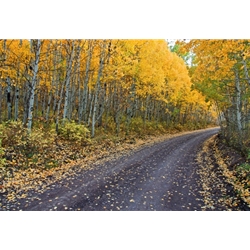 Maroon Bells, Colorado Photography, Gallery Steamboat Springs,  Gallery Downtown Steamboat, Aspens, Fall Aspens,  Gallery Wrap, Giclee, Colorado Aspens, Barry Bailey, Mountain Traditions, Art, Gallery, Wall decor, Colorado, Aspen Colorado