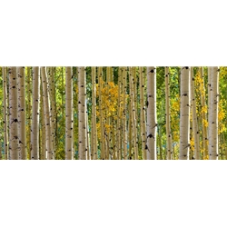San Juan Majesty, Colorado Landscape, Steamboat Springs, Photography, Art Gallery Steamboat, Aspen Trees, Giclee Print, Gallery Wrap, Barry Bailey, Mountain Traditions, Gallery, Art, Downtown Steamboat, Durango Colorado