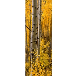 Aspen Intimacy LiteAspen Intimacy Lite, Colorado Landscape, Steamboat Springs, Photography, Art Gallery Steamboat, Aspen Trees, Giclee Print, Gallery Wrap, Barry Bailey, Mountain Traditions, Gallery, Art, Downtown Steamboat,  Colorado