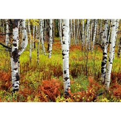 Splendor of Autumn - Near Steamboat