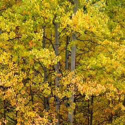 Beauty of Fall - Square