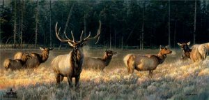 Morning Magic by Nancy Glazier