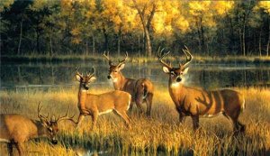 Shadow Time by Nancy Glazier