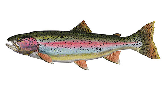 Rainbow Trout by Wildlife Artist Flick Ford
