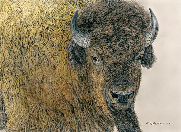 Slow Bull by Wildlife Artist Judy Larson